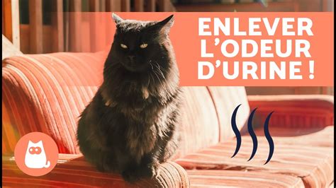 9 astuces pour enlever l’odeur d’urine de chat Urine de chat, Bricolage pour chat, Produit de