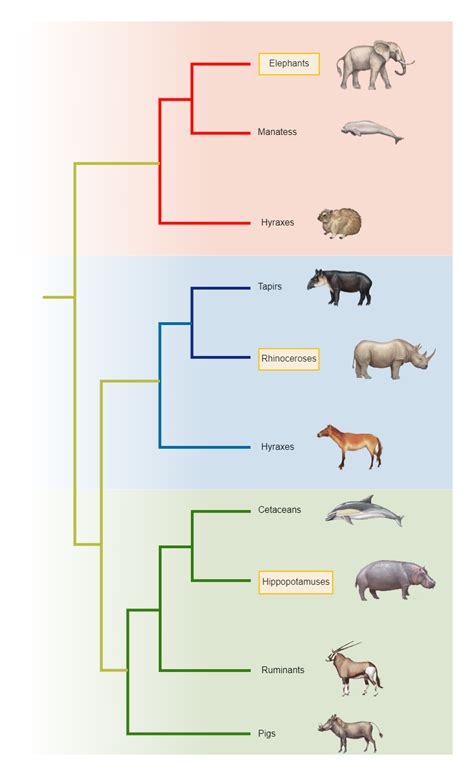 Enphylogenetic Tree Template