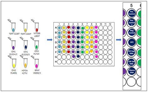 Enqpcr Plate Template