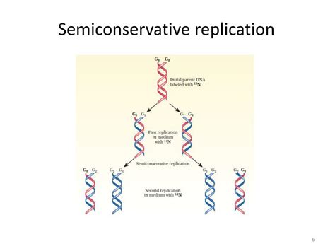 Ensemiconservative Replication Involves A Template What Is The Template