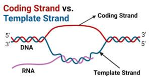 Entemplate And Coding Strand