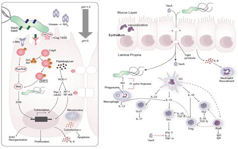 enteroaggregative e coli therapie