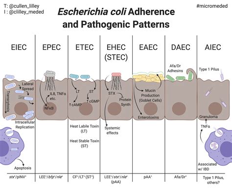 enteropathogenic escherichia coli pathology