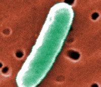 enterotoxigenic escherichia coli etec