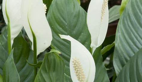 Spathiphyllum cultiver et rempoter Ooreka