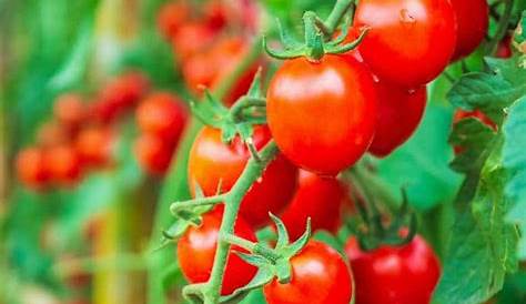 Entretien Tomate Cerise 15 Graines De Supersweet 100F1 C Ma Graine