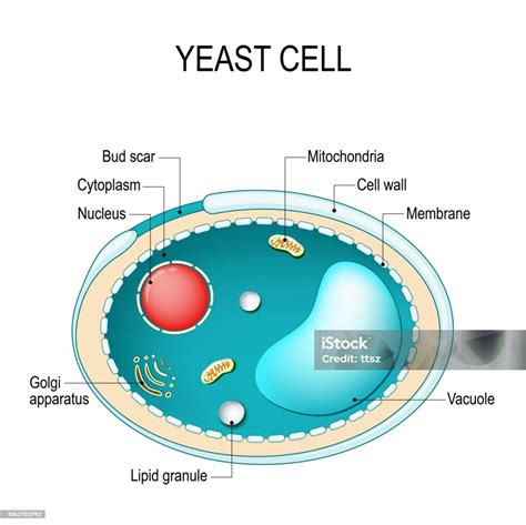 Envelope Yeast