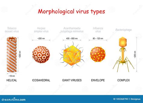 Enveloped Virus Size
