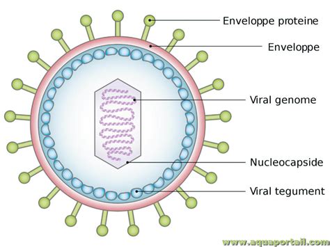 Enveloped Virus Structure