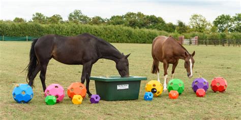 environmental enrichment for horses