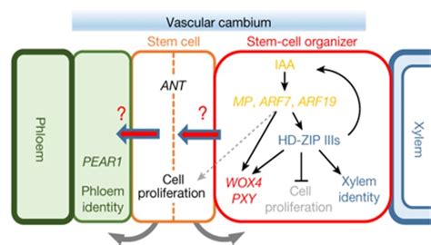 Environmental Factors That Affect Vascular Cambium