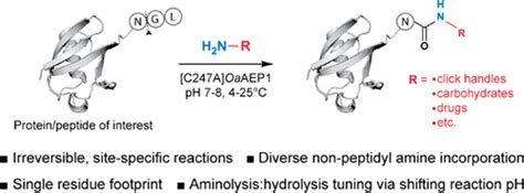 Enzymatic C-Terminal Protein Engineering With Amines
