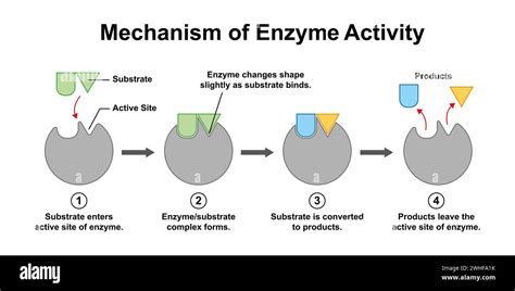 Enzymes with catalytic activity towards chitin and chitosan. The