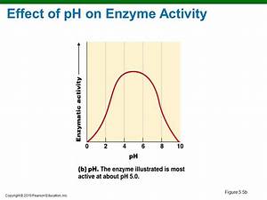pH and Enzyme Activity