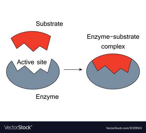 Enzyme And Substrate Complex