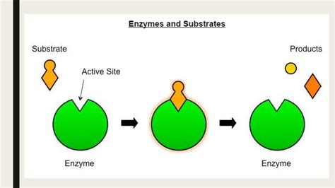 Enzyme And Substrate Difference