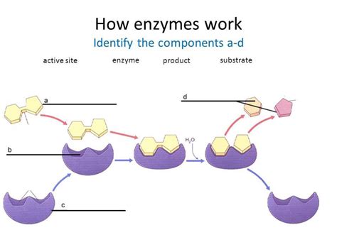 Enzyme Aria-Label