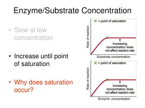 Enzyme At Low Substrate Concentration