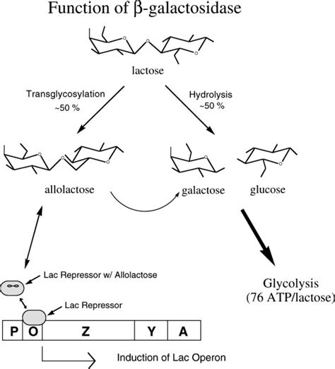 Enzyme B-Galactosidase