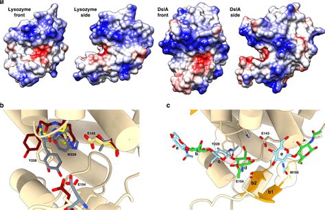 Enzyme Binding Cleft