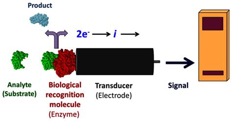 Enzyme Biosensors Examples