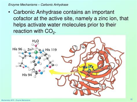 enzyme carbonic anhydrase