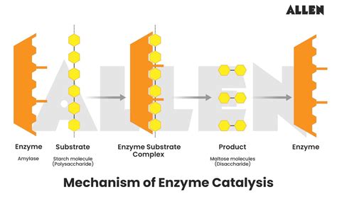 Enzyme Catalysis Synthesis