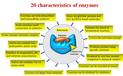 Enzyme Characteristics Definition