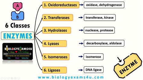 Enzyme Classes Quiz