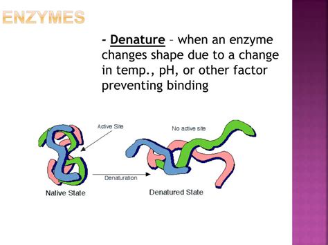 Enzyme Denature Temp