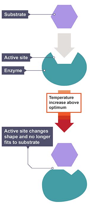 Enzyme Function Bbc Bitesize