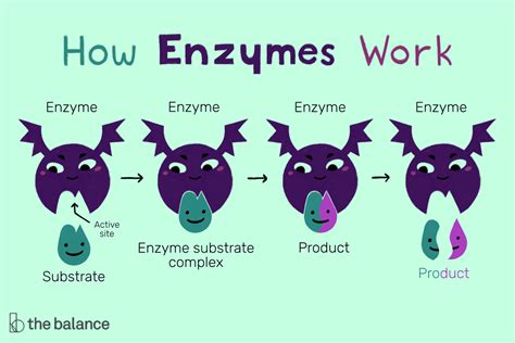 Enzyme Function Definition