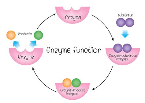 Enzyme Function Labeled