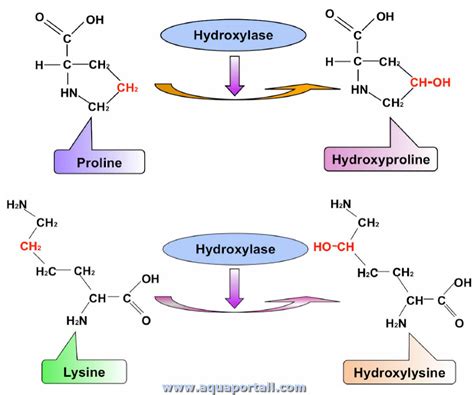 Enzyme Function Of Hydrolase