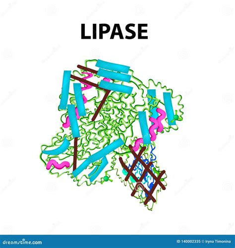 Enzyme Function Of Lipase