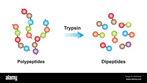 Enzyme Function Trypsin