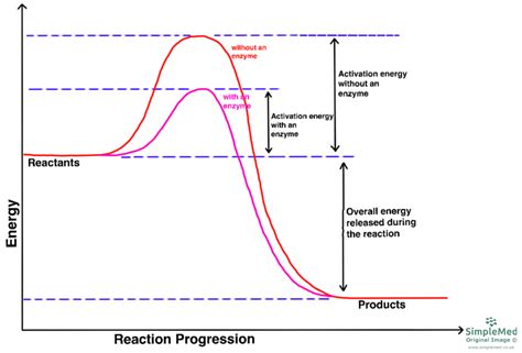 Enzyme Graph Function