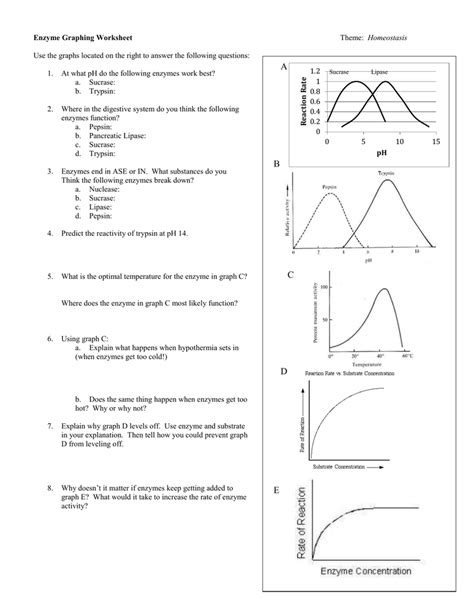 Enzyme Graphing Worksheet Quizlet