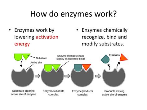 Enzyme Ke Function
