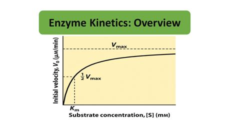 Enzyme Kinetics Enzyme Concentration