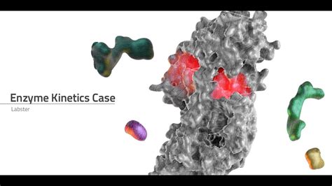 Enzyme Kinetics Simulator