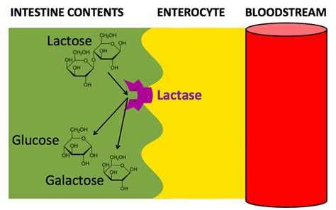 Enzyme Lactase Que Es