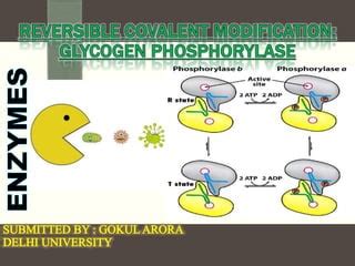 Enzyme Modification Definition