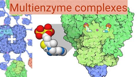 Enzyme Multienzyme Complex Examples