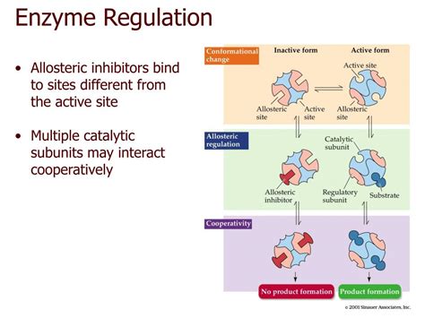 Enzyme Regulation Examples