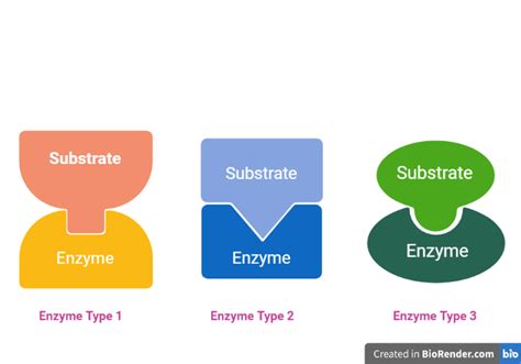 Enzyme Specificity Lab