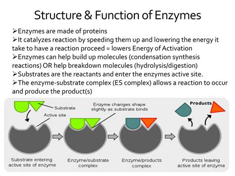 Enzyme Structure Explained