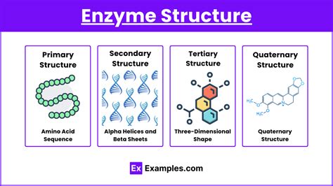 Enzyme Structure Levels