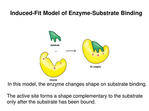 Enzyme Substrate Binding Models