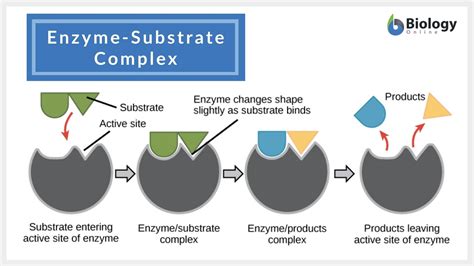 Enzyme Substrate Complex Diagram